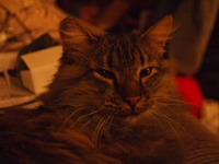 Hermes on DS couch night P2260186